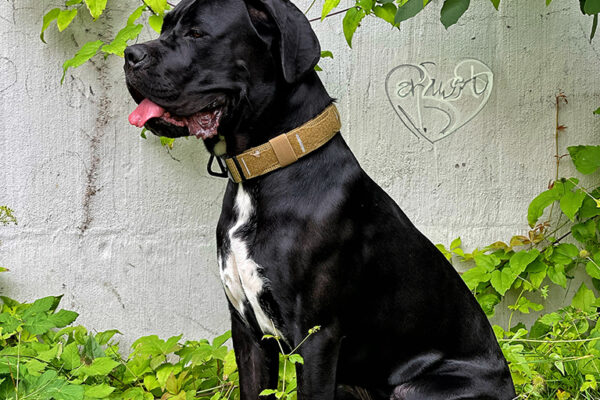 Arusha_Cane_Corso_My_Love